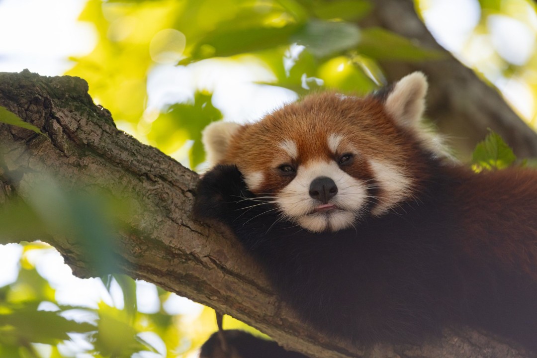 Zoo Closed After Employee Allegedly Makes Grim Claim