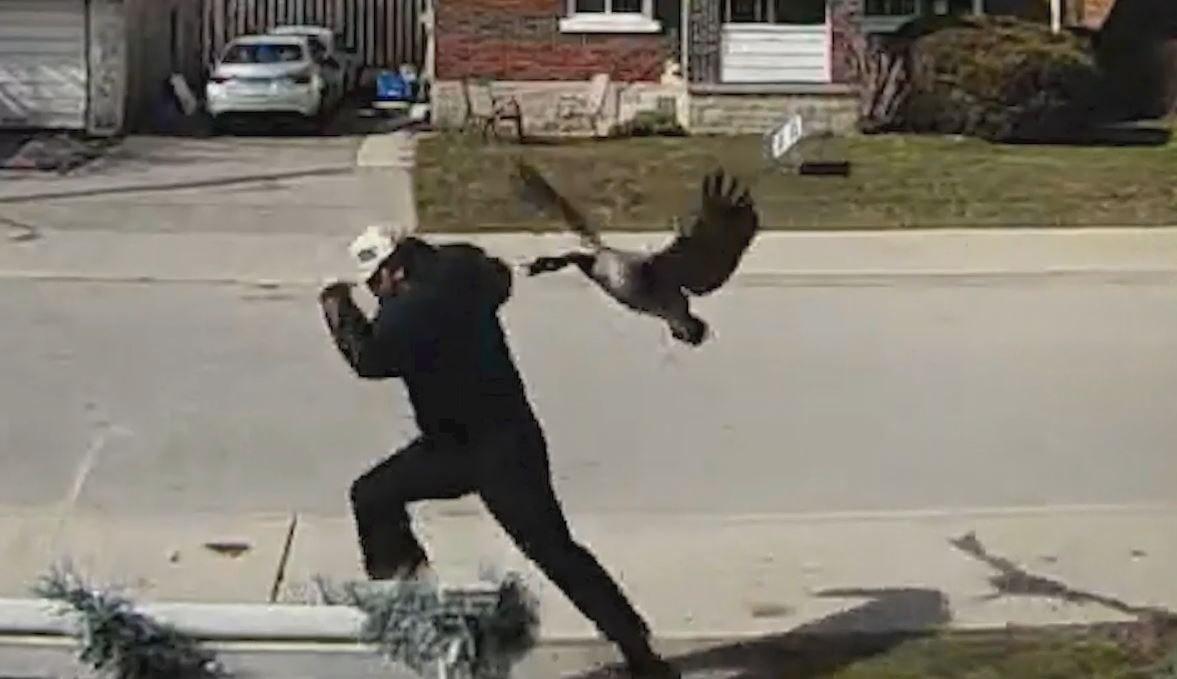 Person running away from a Canada goose that is flying at them