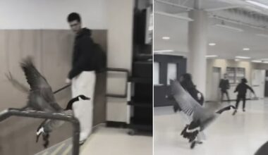 Canada goose gets trapped inside a Laurier campus building and chaos ensues