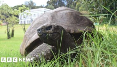 World's oldest known tortoise, Jonathan, still alive despite reports of death - BBC