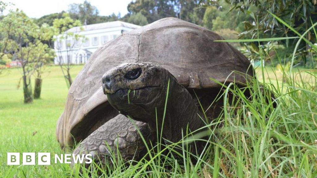 World's oldest known tortoise, Jonathan, still alive despite reports of death - BBC