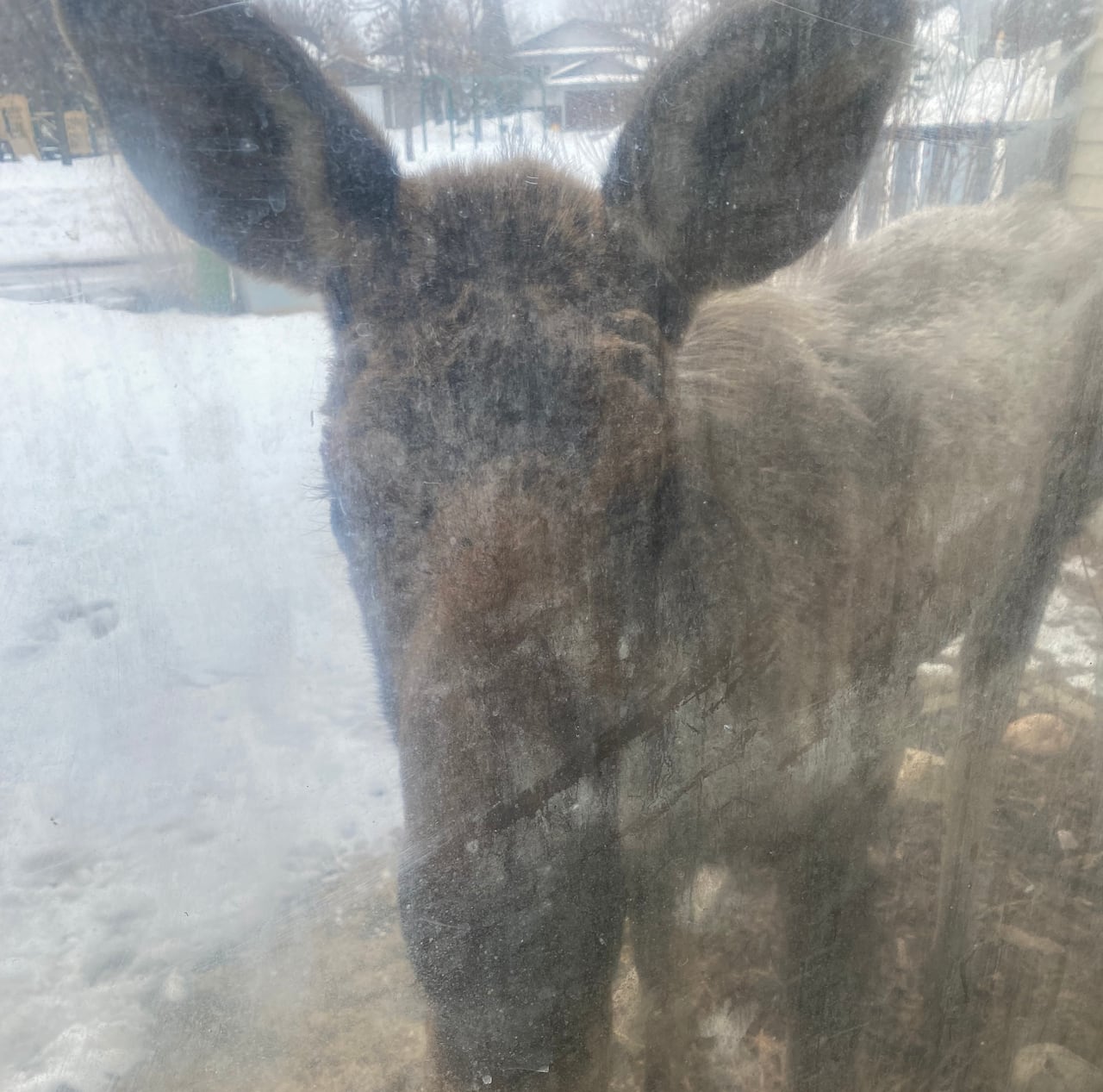 A dog inside a home and a moose outside looking at each other through a window.