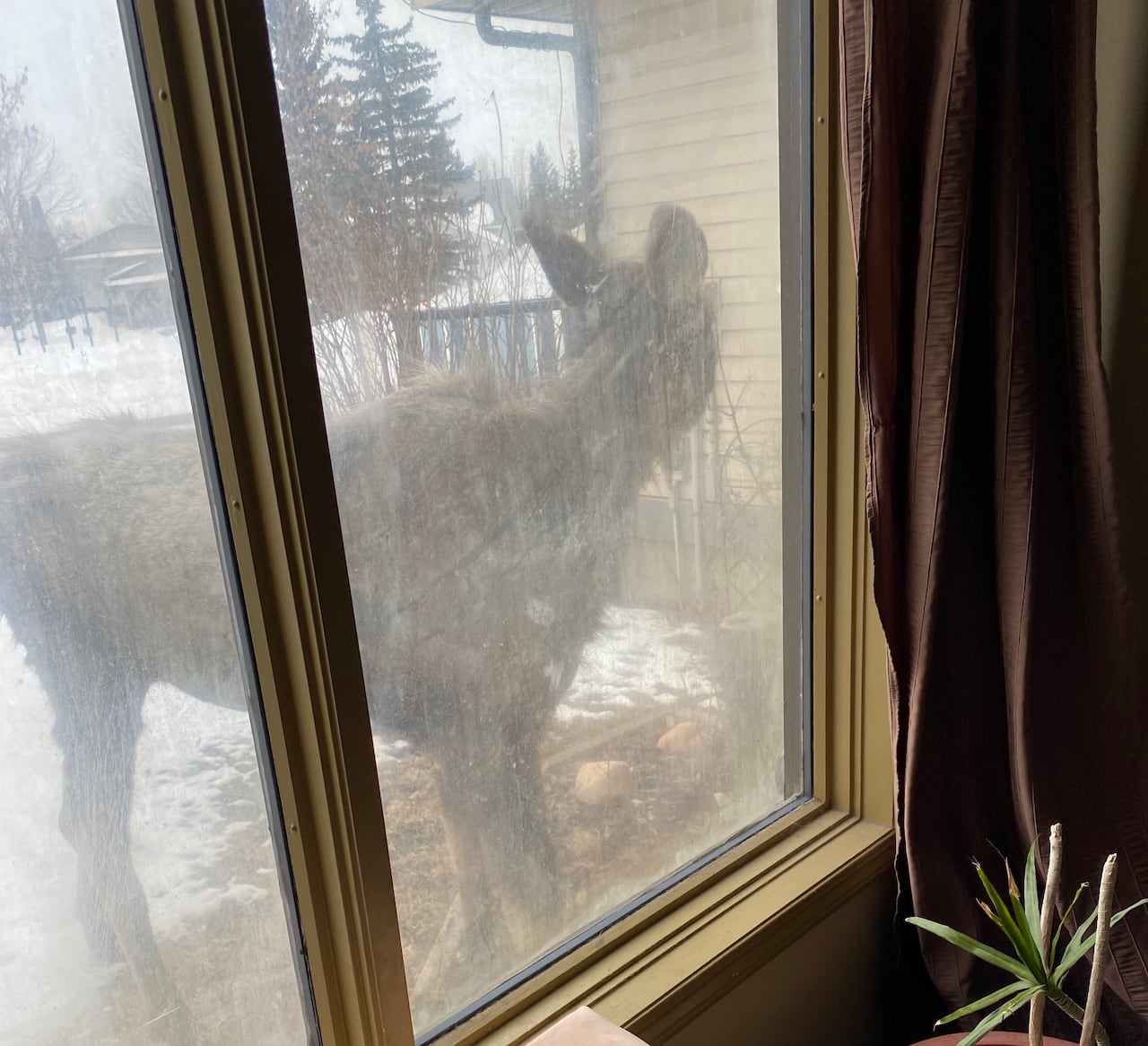 A moose peering in a living room window.