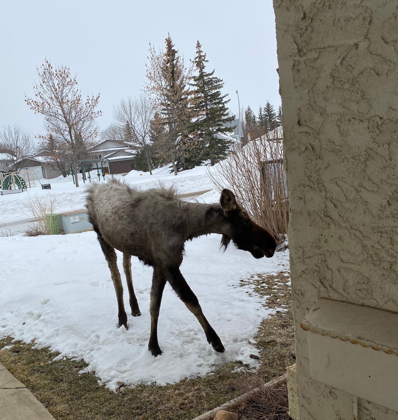 A moose grazing in a snowy yard.