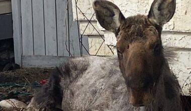 ‘Just chilling’: Large and unexpected guest found lounging in northern Alberta couple’s flowerbed