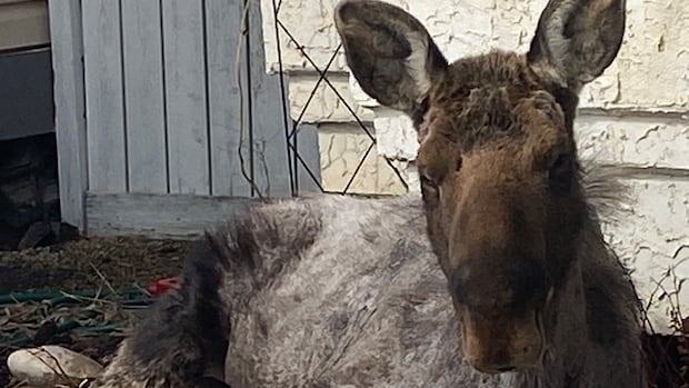 ‘Just chilling’: Large and unexpected guest found lounging in northern Alberta couple’s flowerbed