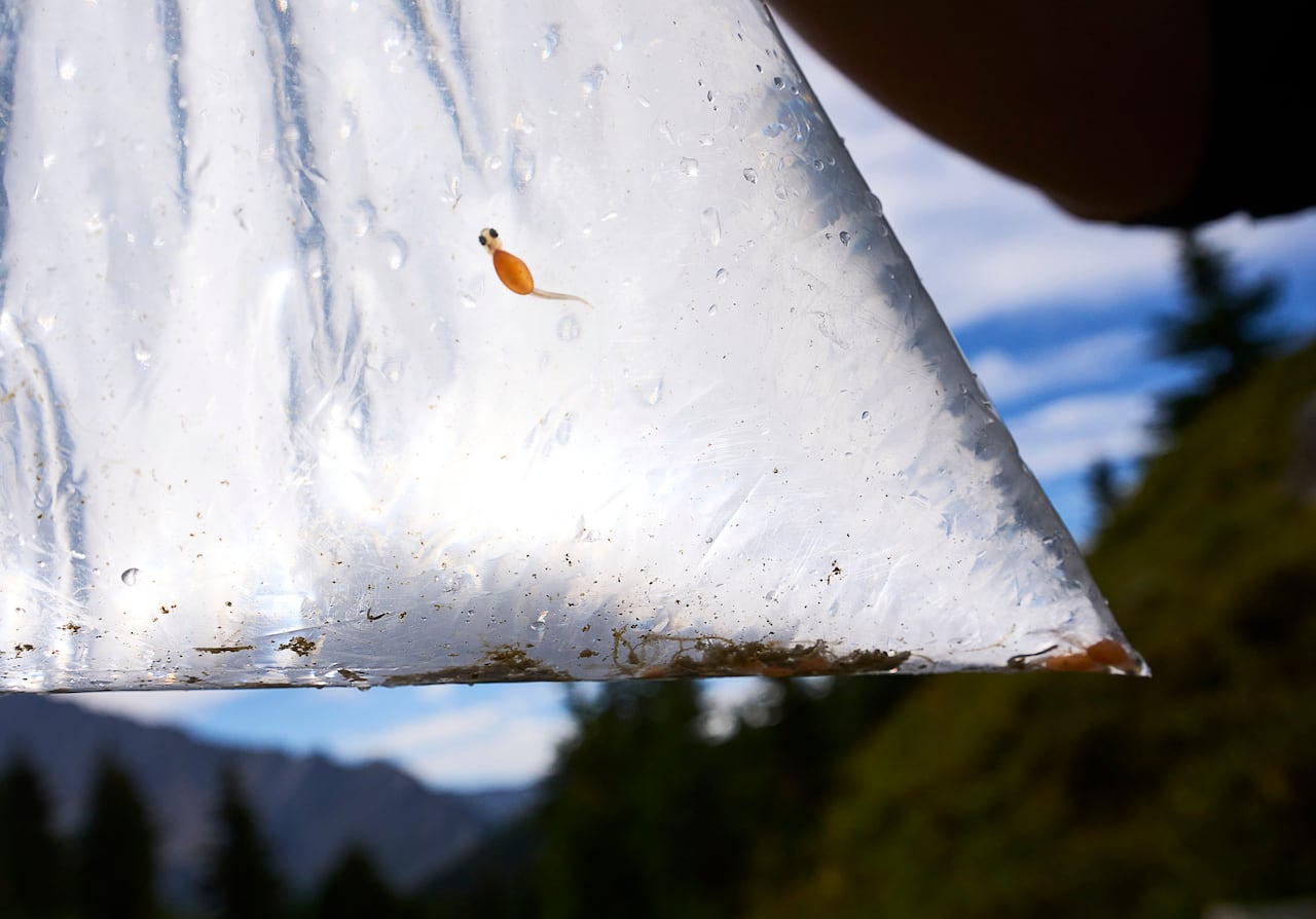 A tiny fish prepared to be reintroduced to water in Banff National Park.