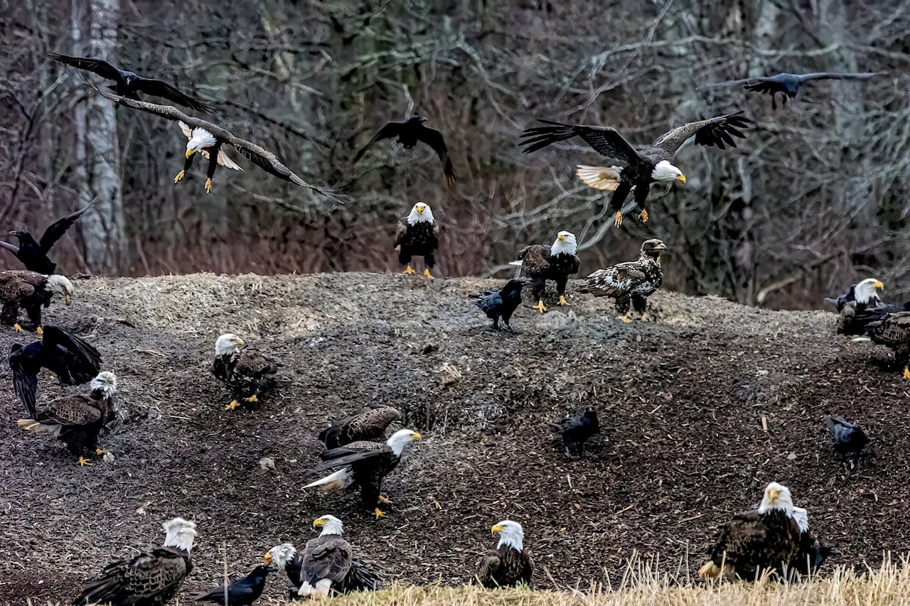 eagles and crows on a pile of mulch