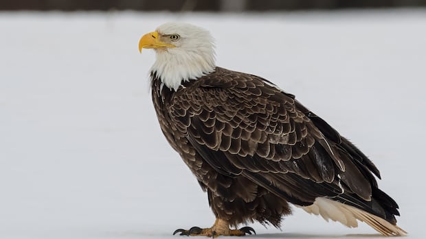Record number of bald eagles tallied in annual Kings County count