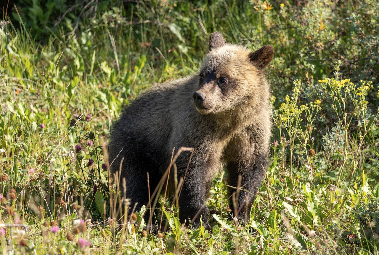 A grizzly bear cub.
