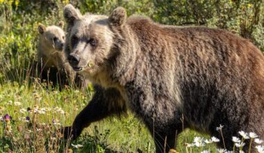 Rural municipalities call on Alberta government to open grizzly bear hunt