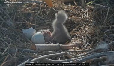 Big Bear bald eagle cam updates: Jackie and Shadow's first eaglet hatches, second hatched soon after