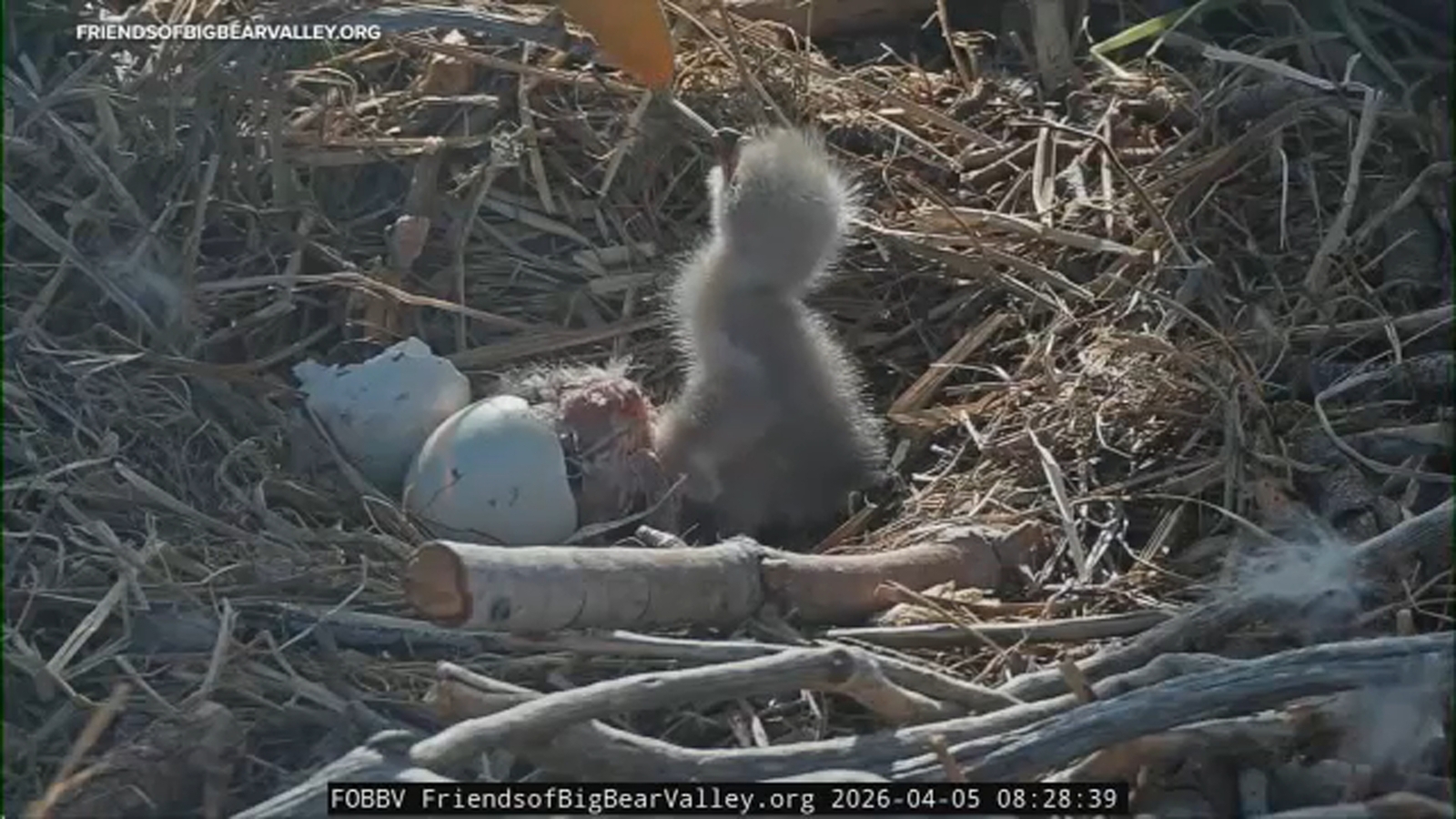 Big Bear bald eagle cam updates: Jackie and Shadow's first eaglet hatches, second hatched soon after