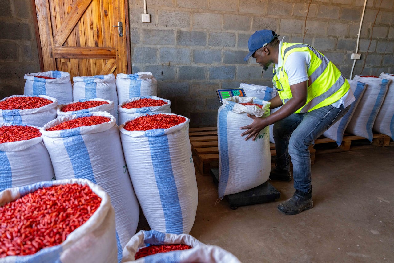 Man holds a bag near other bags filled with tiny red chili peppers
