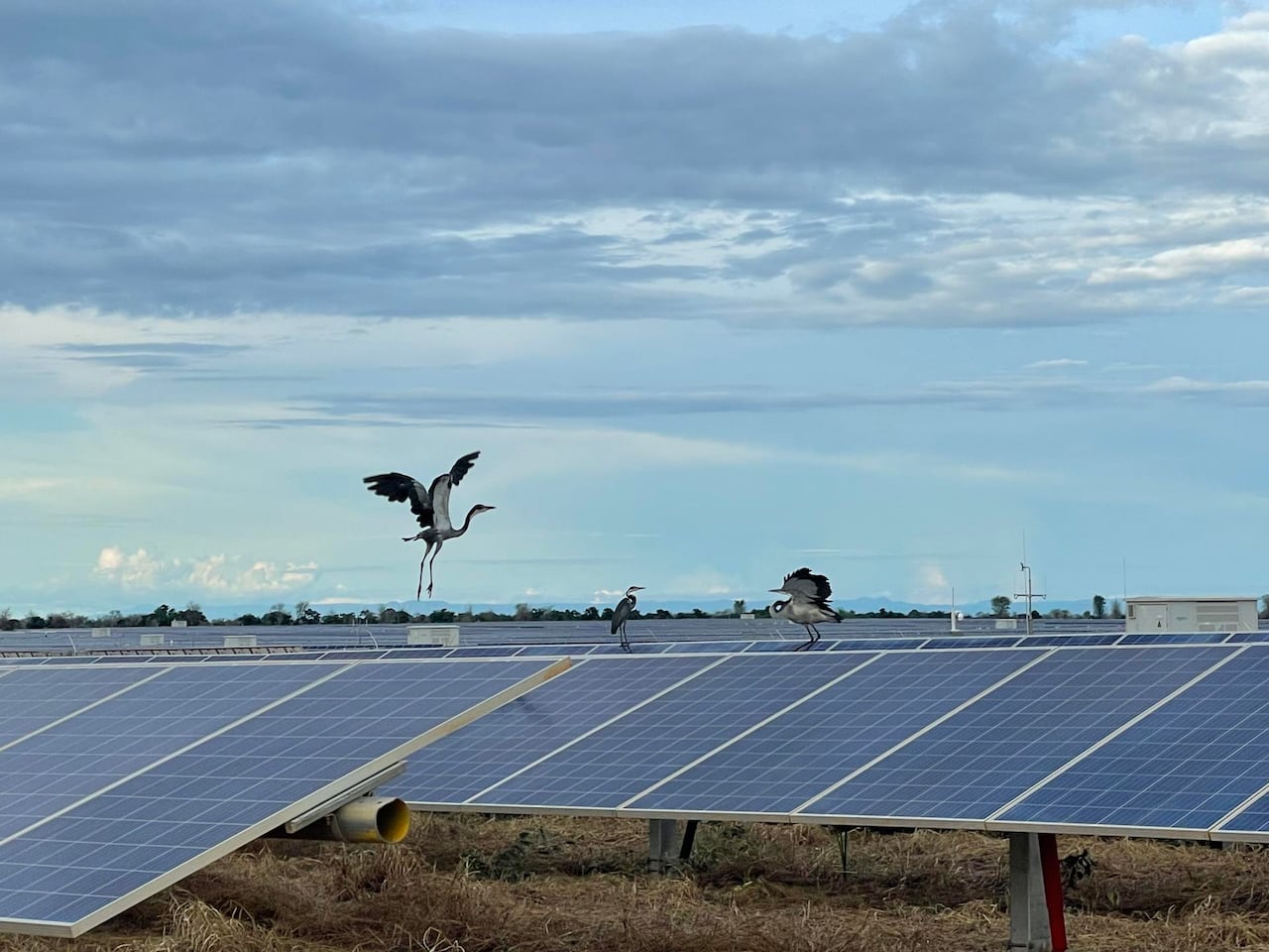 birds perch on solar panels