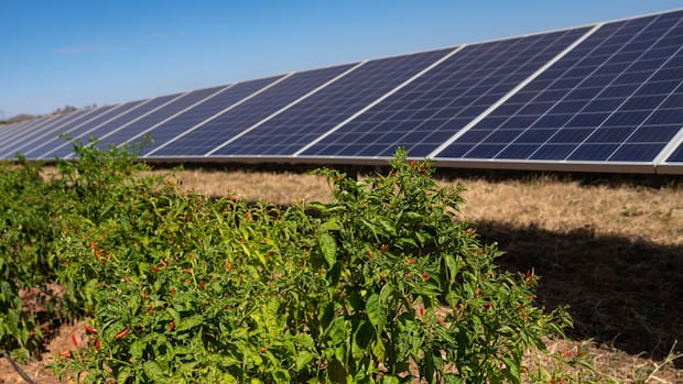 Solar power in Africa is heating up — thanks in part to chili peppers