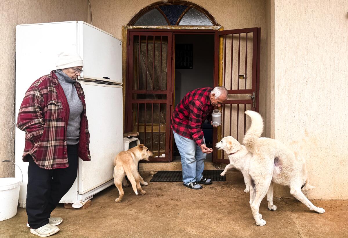 Afaf Awadhah, left, and her husband Hussein Abdul-Aal give treats to their adopted dogs.