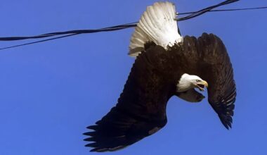 2 fighting bald eagles freed from power line in Surrey