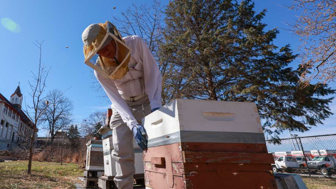 Beekeeper Mark Welsch checks on his bee hives March 9 in a community garden in Omaha, Neb. Welsch lost nine of his hives last year during a widespread honeybee die-off.