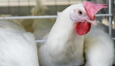 Worker dies in incident at Annapolis Valley poultry facility