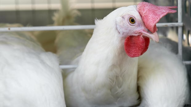 Worker dies in incident at Annapolis Valley poultry facility
