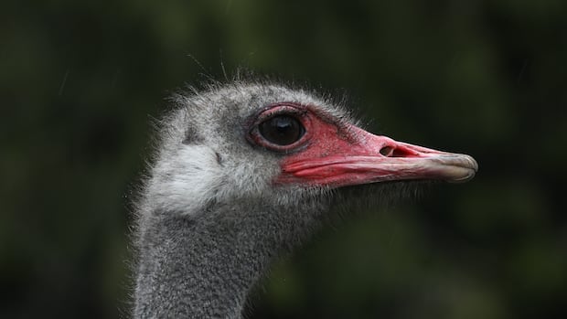 The ostrich con: Arguments to save birds from cull in B.C. were based on falsehoods, evidence shows