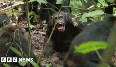 Chimpanzees in Uganda locked in vicious 'civil war', say researchers - BBC