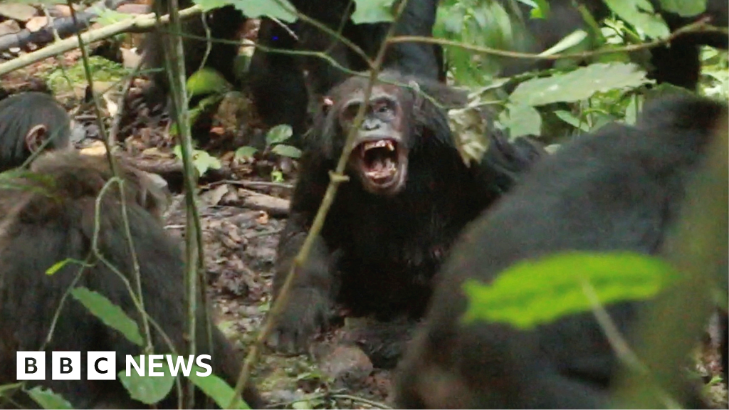 Chimpanzees in Uganda locked in vicious 'civil war', say researchers - BBC