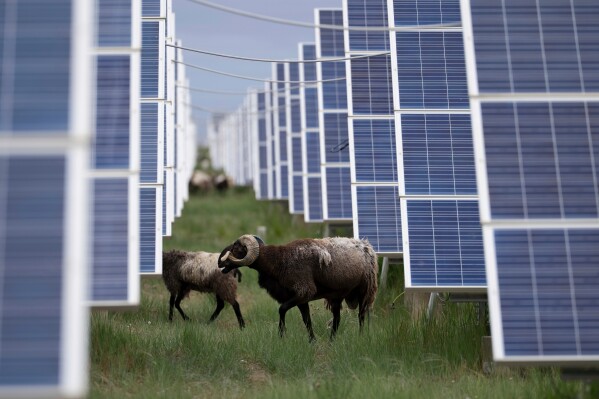 FILE- Tibetan sheep graze at a solar farm in Hainan prefecture of western China's Qinghai province on Tuesday, July 1, 2025. (AP Photo/Ng Han Guan, File)