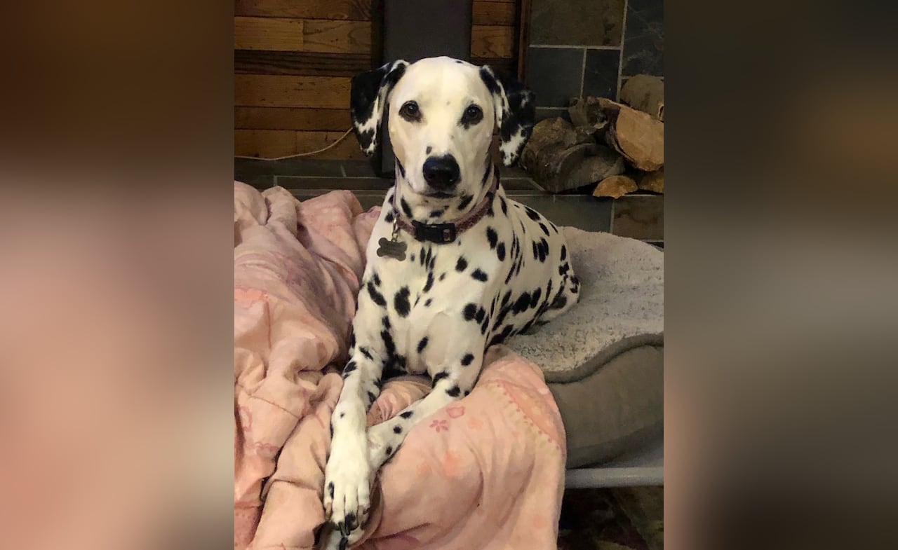 picture of dalmatian