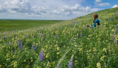 Alberta rejects federal nature strategy, redefines protected land