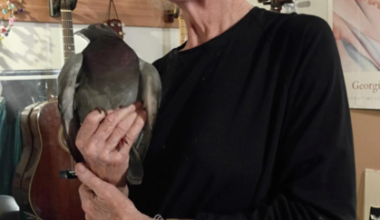 An older person in a black outfit and hat gently holds a large pigeon, surrounded by guitars and framed art in a cozy room.