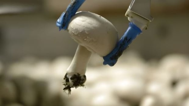 Apples, mushrooms and corn. Made-in-Kitchener robots are working farmers' fields