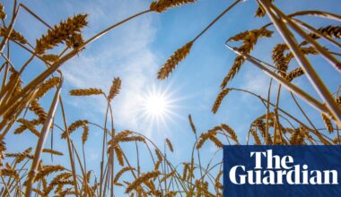 World food systems ‘pushed to the brink’ by extreme heat, UN warns | Global food crisis