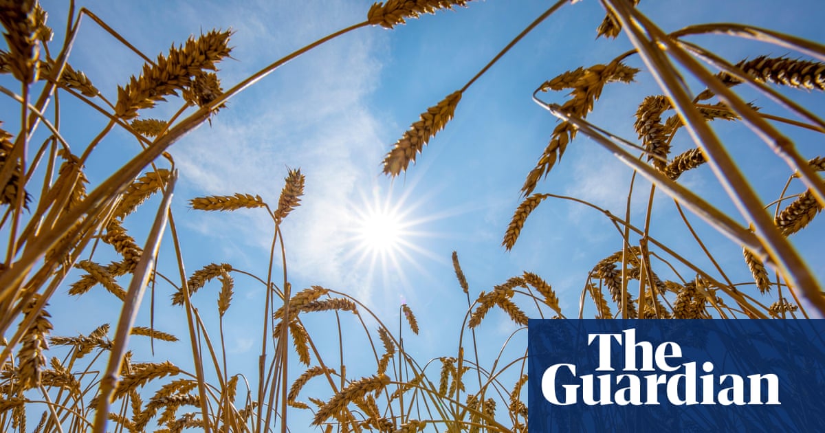 World food systems ‘pushed to the brink’ by extreme heat, UN warns | Global food crisis