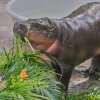 Baby pygmy hippo Moo Deng eats fruit presented for her first birthday celebration at the Khao Kheow Open Zoo in Chonburi province, Thailand, Thursday, July 10, 2025.