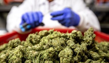 Cannabis: DOJ Reclassifies State-Licensed Marijuana as Less Dangerous Drug