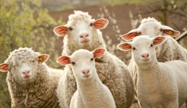 When Israel and Aram Went to War, How Did the Biblical Shepherds Feel About It?