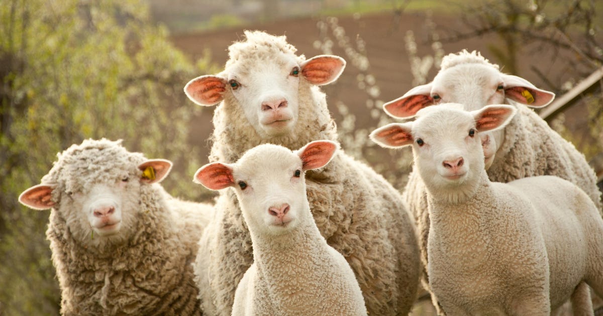 When Israel and Aram Went to War, How Did the Biblical Shepherds Feel About It?