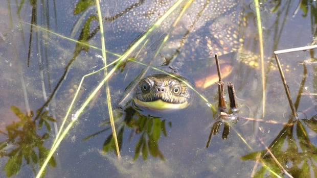Beloved land donated to protect one of N.S.’s most at-risk species