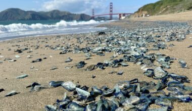 Thousands of blue sea creatures wash up on California beaches