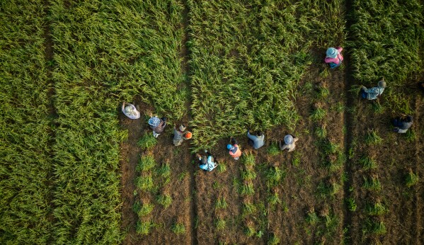 Field workers harvest garlic from a farm on the banks of the Kok River in Tha Ton, Thailand, on Feb. 21. (AP Photo/Anton L. Delgado)
