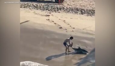 Man frees shark caught on line in Hermosa Beach, video shows