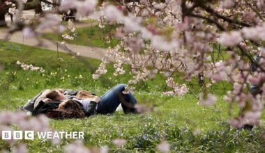 People lying down on grass clearly enjoying some warm sunshine with some pink blossom trees in the foreground