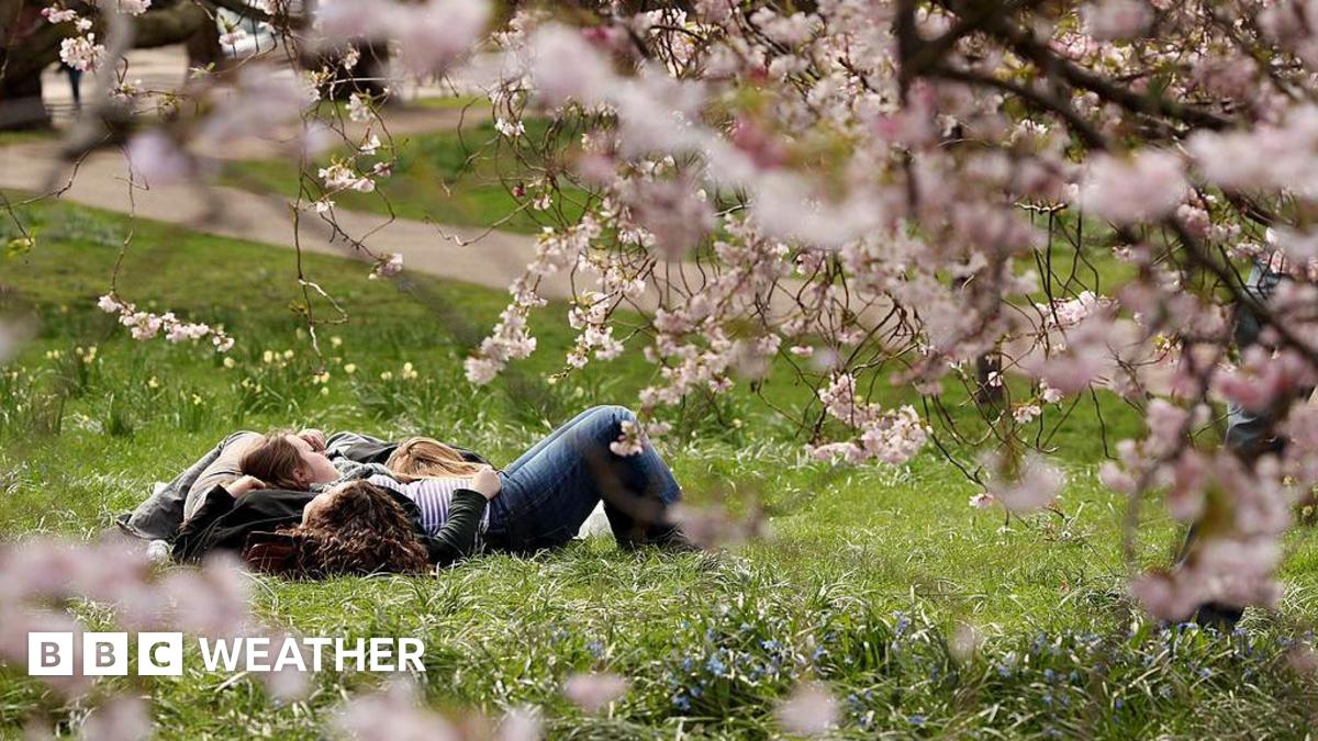 People lying down on grass clearly enjoying some warm sunshine with some pink blossom trees in the foreground
