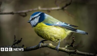 Blue tit standing on a thin branch. Its head is facing towards the left showing off the blue feathers on its wings.