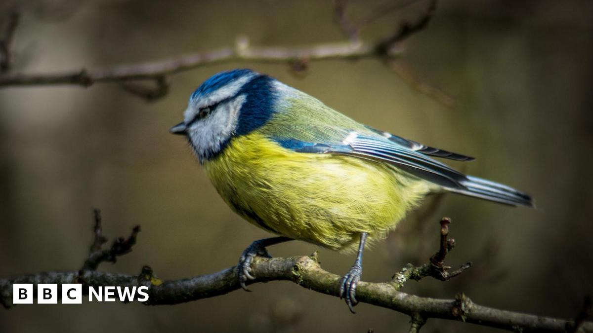 Blue tit standing on a thin branch. Its head is facing towards the left showing off the blue feathers on its wings.
