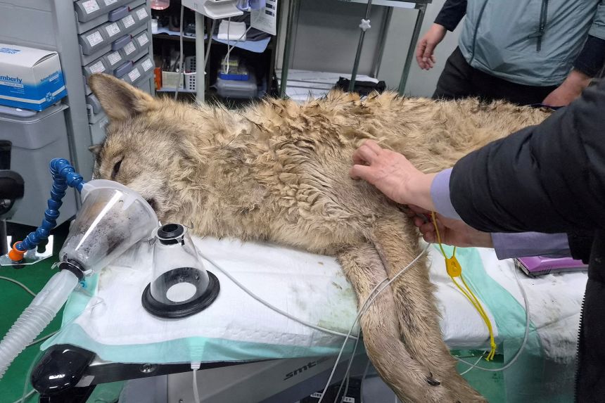 A veterinarian checks Neukgu the wolf on Friday after it was captured.
