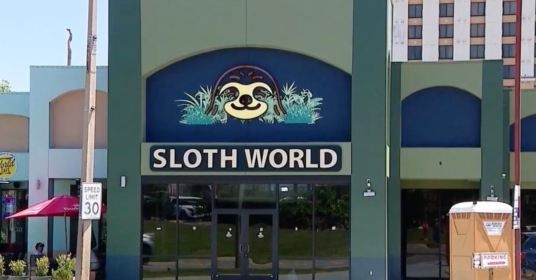 31 Sloths Acquired by an Orlando Animal Attraction Died, Officials Say