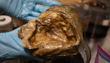 Golden Blob, a Mystery From the Deep Sea, Is Identified